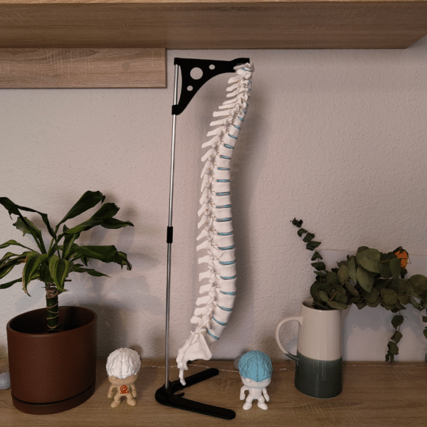 Set de anatomía mostrando todas las vértebras separadas sobre una mesa, listas para ser ensambladas en una columna vertebral completa.