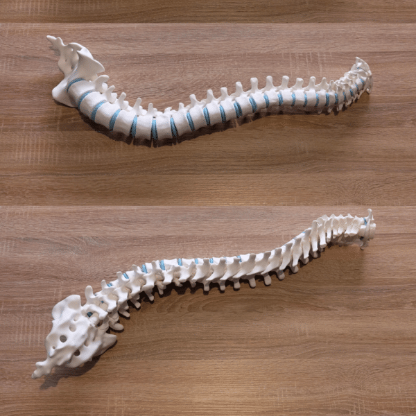 Primer plano comparativo de una vértebra cervical, una torácica y una lumbar desmontadas de la columna vertebral, mostrando sus diferencias de tamaño y forma.