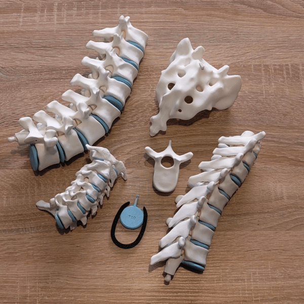 Columna vertebral ensamblada siendo curvada manualmente para demostrar la flexibilidad y el rango de movimiento natural de la espalda.