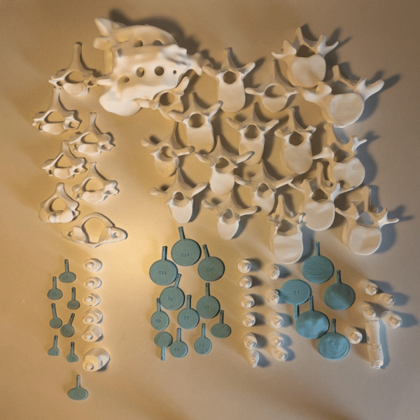 Columna vertebral completa montada sobre un soporte metálico robusto, exhibiendo calidad de museo y precisión anatómica.