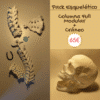 Set de esqueletos modelos anatómicos compuesto por un cráneo humano articulado, una columna vertebral flexible y una pelvis ósea, dispuestos para estudio de osteología.