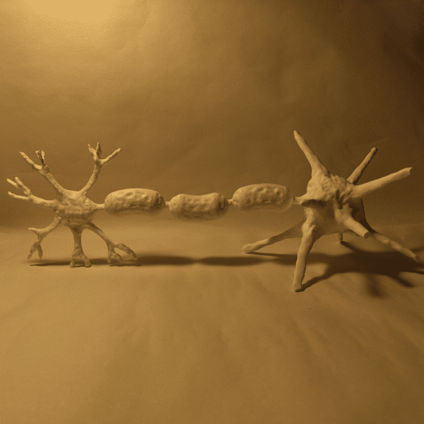 Modelo anatómico de neurona estilizado y profesional colocado en una estantería de consultorio médico junto a libros de medicina.