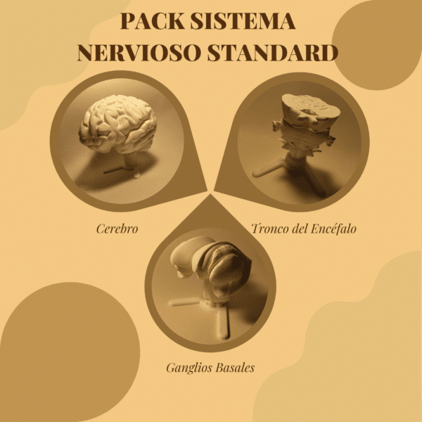 Composición visual que contrasta la gran maqueta del cerebro humano junto a una maqueta de neurona gigante, mostrando los dos extremos del pack educativo.
