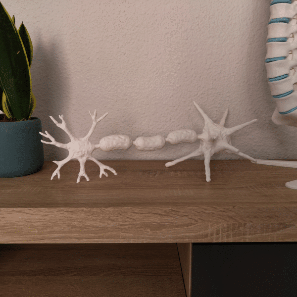 Maqueta de neurona ampliada mostrando el cuerpo celular, el núcleo y las ramificaciones dendríticas para clases de biología.