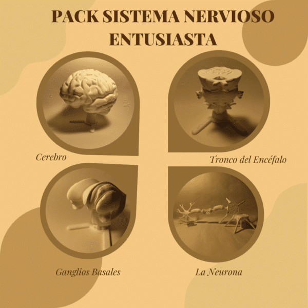 Vista detallada y despiezada centrada en los componentes del pack: los núcleos separados de los ganglios basales, el tronco del encéfalo segmentado y los hemisferios del cerebro, todos en material para pintar.