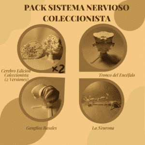 Primer plano de unas manos aplicando color a una maqueta de neurona gigante, con las piezas del cerebro y el tronco del encéfalo esperando su turno en el fondo.