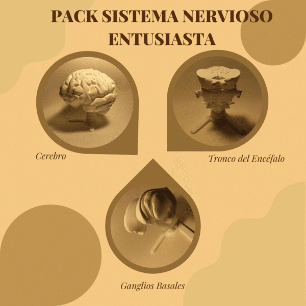 Set de modelos anatómicos en blanco sobre una mesa, incluyendo un cerebro humano maqueta desmontado, el tronco del encéfalo, las piezas de los ganglios basales y una neurona gigante, listos para pintar.