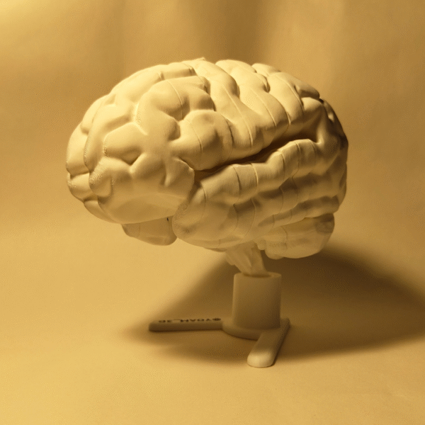 El Cerebro Edición Coleccionista