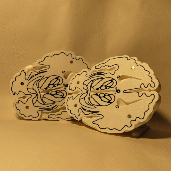 El Cerebro Edición Coleccionista