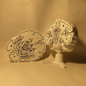 El Cerebro Edición Coleccionista