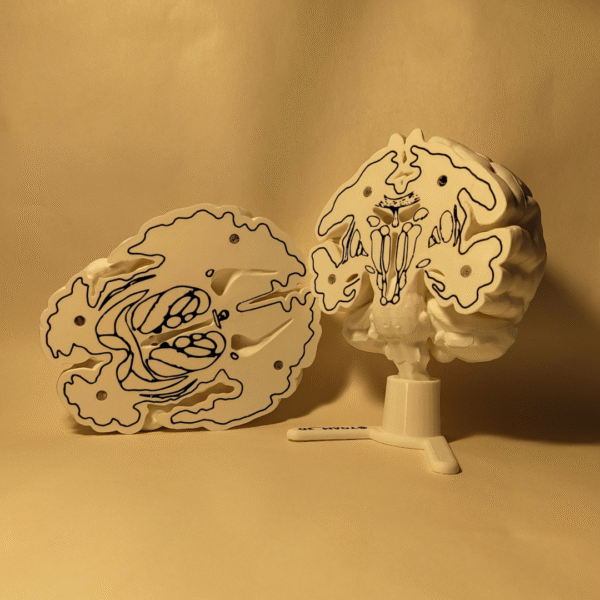 El Cerebro Edición Coleccionista