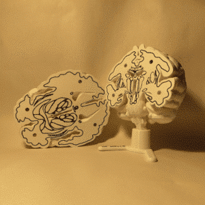 Una maqueta cerebro de alta calidad presentada en un entorno de escritorio de estudio limpio, simbolizando el regalo ideal para un estudiante de medicina o psicología.