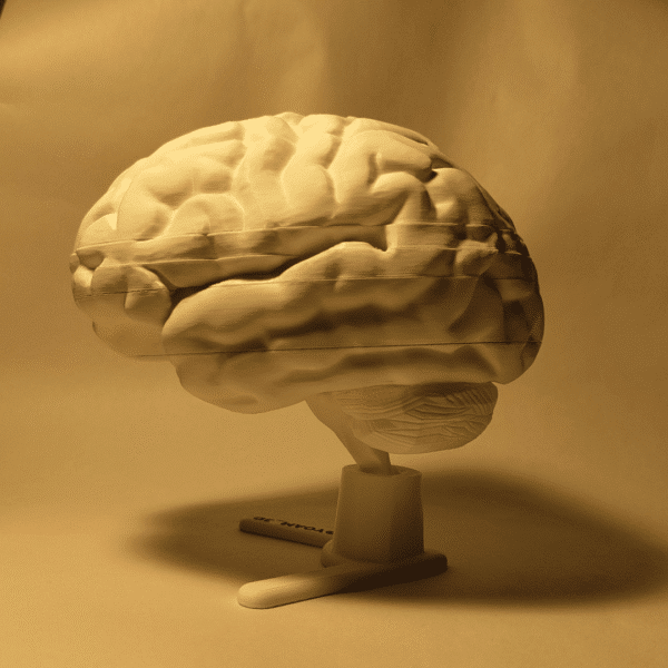 Figura cuerpo humano del cerebro colocada elegantemente sobre un escritorio médico, lista para demostraciones a pacientes.