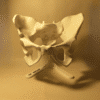 2 Modelo de Pelvis Ósea YOAM: Estudio de Anatomía Cadera y Pelvis