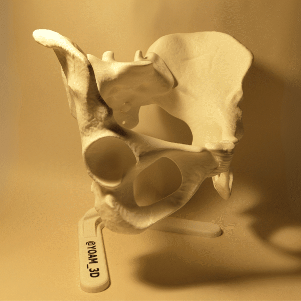 5 Modelo de Pelvis Ósea YOAM: Estudio de Anatomía Cadera y Pelvis
