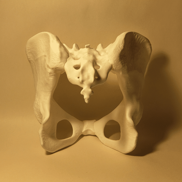 6 Modelo de Pelvis Ósea YOAM: Estudio de Anatomía Cadera y Pelvis