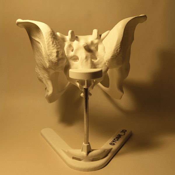 Modelo anatómico de pelvis femenina caracterizada por su arco púbico ancho, utilizada para estudios de antropología forense y medicina.