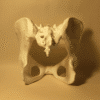 Vista frontal de un modelo anatómico de pelvis blanca, destacando el sacro, coxis y sínfisis púbica para estudio universitario.