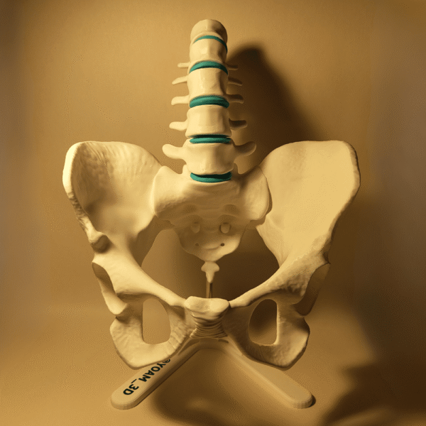 Pelvis esqueleto femenino en color blanco con las últimas vértebras lumbares, ideal para explicar el canal de parto y la anatomía femenina pelvis.