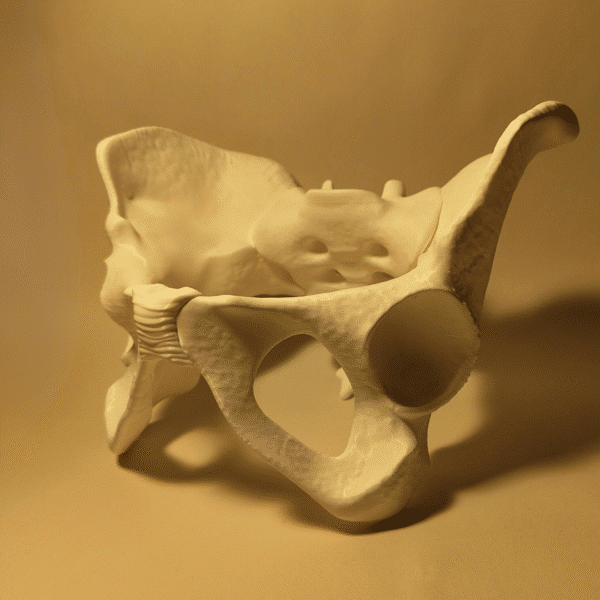 Fotografía con iluminación dramática de una pelvis esqueleto, mostrando volúmenes y sombras para referencia de dibujo anatómico.