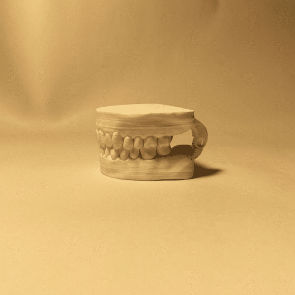 Modelo anatómica robusto de la mandíbula humana, mostrando su construcción sólida y el detalle en los dientes, ideal para uso educativo continuo.