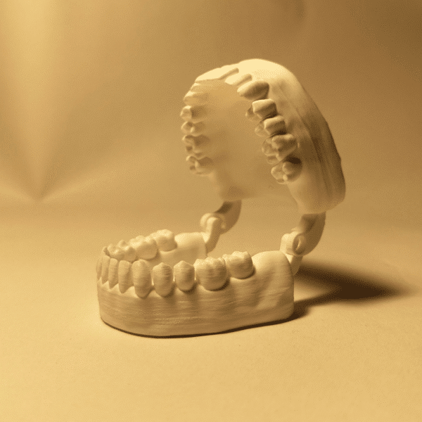 Modelo anatómico blanco del maxilar y la mandíbula con dientes detallados, sobre una superficie clara, utilizado para la enseñanza de la anatomía cuerpo humano.