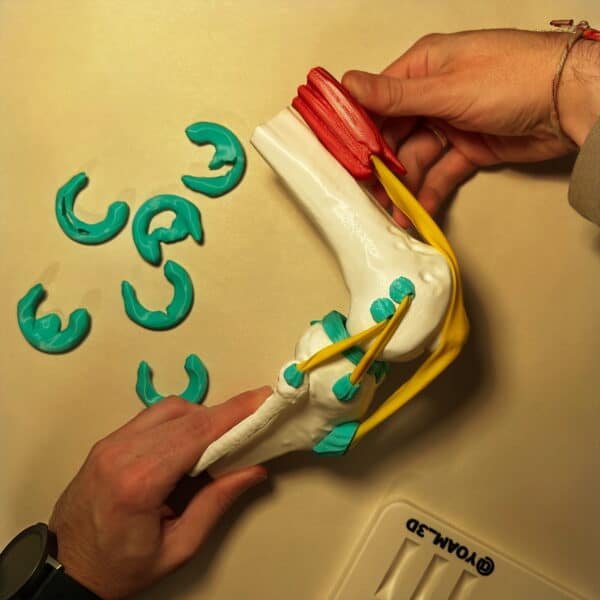 Vista de perfil posterior de un modelo anatómico robusto de rodilla, destacando su calidad de construcción y pintura.