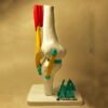 Primer plano de los huesos y ligamentos (verde/azul) en un modelo anatómico de rodilla vertical.