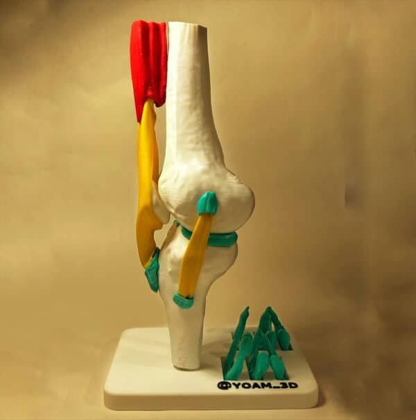 Primer plano de los huesos y ligamentos (verde/azul) en un modelo anatómico de rodilla vertical.