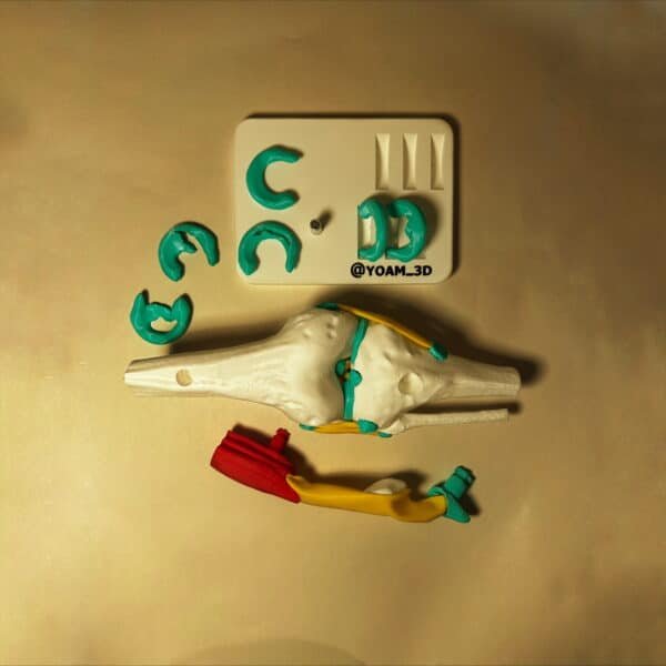 Fotografía de producto de un modelo anatómico de rodilla donde se contrastan los colores rojo (músculo), amarillo (tendón) y blanco (hueso).