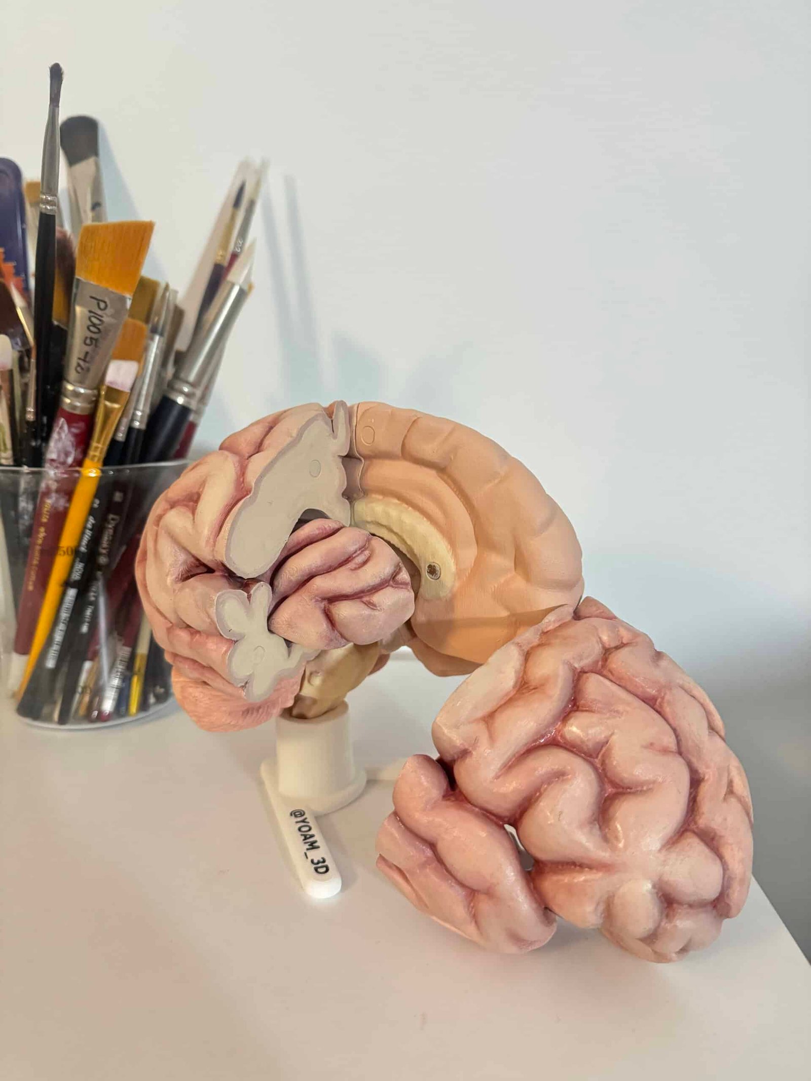 Modelo anatómica de un cerebro humano dividido en hemisferios y secciones internas, mostrando la corteza y estructuras subcorticales sobre una mesa de trabajo. 