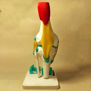 Modelo anatómico de rodilla con ligamentos y cuerpo humano 3D músculos Modelo anatómico detallado de la articulación de la rodilla humana que muestra ligamentos, tendones y anatomía en 3D sobre una base blanca