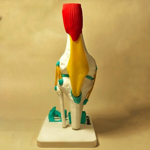 Modelo anatómico detallado de la articulación de la rodilla humana que muestra ligamentos, tendones y anatomía en 3D sobre una base blanca
