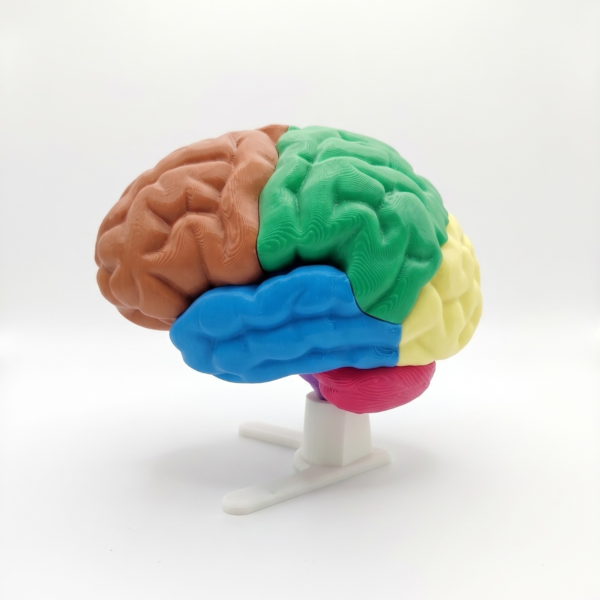 Modelo Cerebro YOAM3D Color