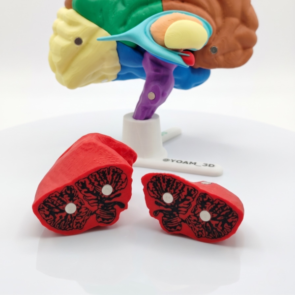 Modelo Cerebro YOAM3D Color