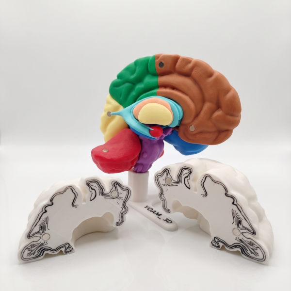 Modelo Cerebro YOAM3D Color