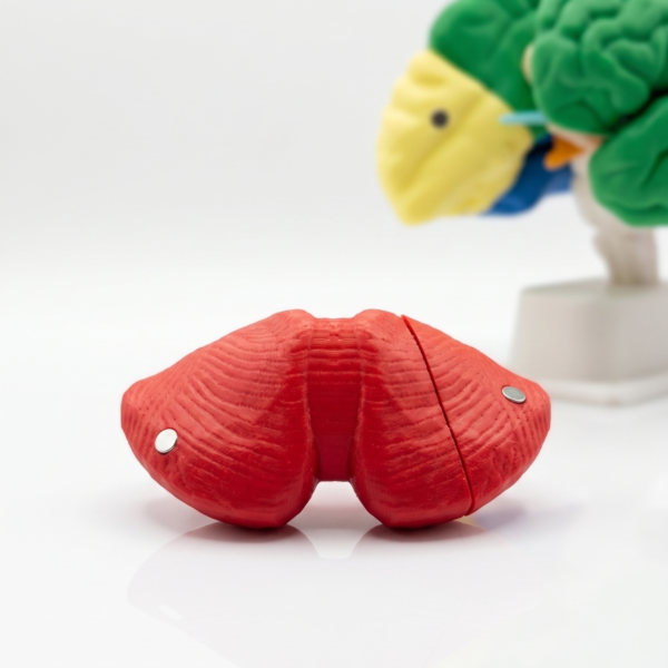 Modelo Cerebro YOAM3D Color