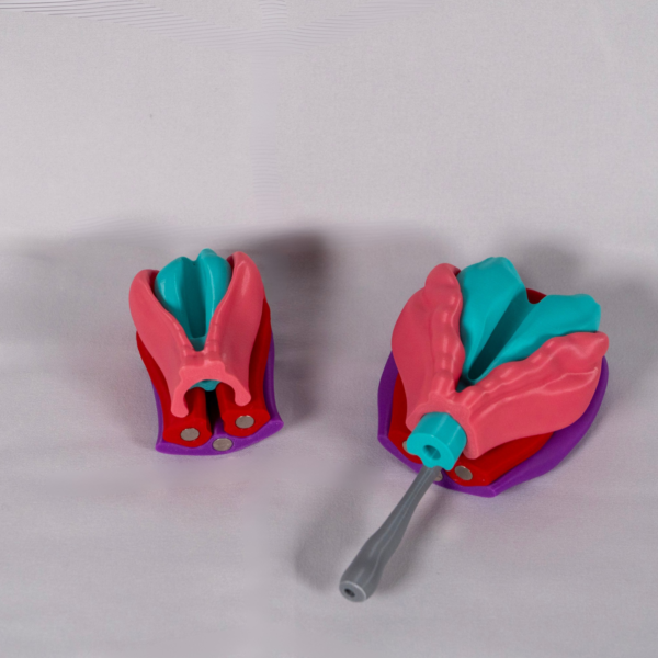Fases de la neurulación y origen del tronco encefálico en modelo a color.