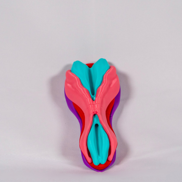 Modelo a color del desarrollo de los ganglios basales del cerebro en el sistema nervioso.