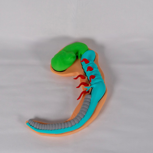 Representación tridimensional precisa del SN en esta maqueta del cerebro.
