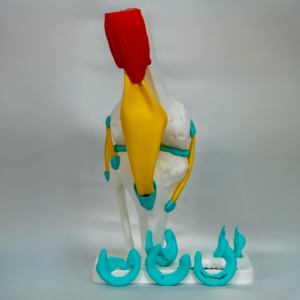 Representación tridimensional detallada de la rodilla izquierda anatomia y anatomia rodilla izquierda.