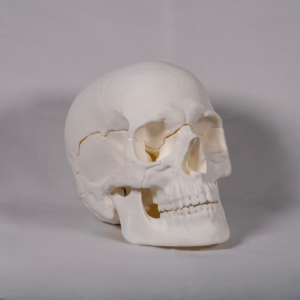 anatomia-del-craneo-partes-blanco Vista inferior de la maqueta personalizable para identificar la base del craneo y cada hueso del craneo.