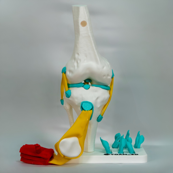 anatomia-ligamentos-rodilla-articulada Vista específica de la anatomia ligamentos rodilla y rodilla anatomia ligamentos en nuestra maqueta articulada.
