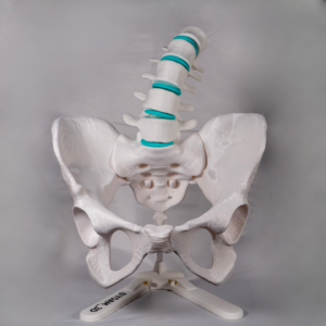 anatomia-pelvis-huesos-blanco-yoam Herramienta didáctica para marcar y comprender clínicamente una rotura de pelvis y una fractura de pelvis.