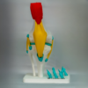 anatomia-rodilla-derecha-yoam3d Herramienta manipulativa diseñada para comprender a fondo la anatomia de rodillas y las rodillas anatomia.
