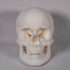 Modelo en blanco ideal para simular un craneo trepanado y comprender a fondo la anatomia craneo mediante el aprendizaje activo.
