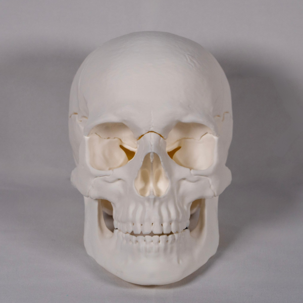 Modelo en blanco ideal para simular un craneo trepanado y comprender a fondo la anatomia craneo mediante el aprendizaje activo.