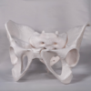 caderas-y-pelvis-anatomia-blanco Representación de la pelvis masculina en formato blanco para memorizar los huesos de la pelvis.