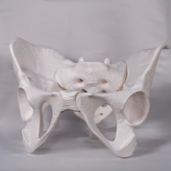 caderas-y-pelvis-anatomia-blanco Representación de la pelvis masculina en formato blanco para memorizar los huesos de la pelvis.