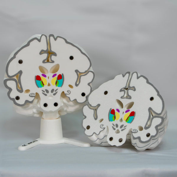 Maqueta del cerebro humano a color diseñada para mejorar la visualización espacial.